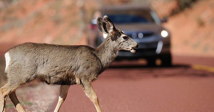 How Your Driving Habits Affect Local Wildlife - Featured Image